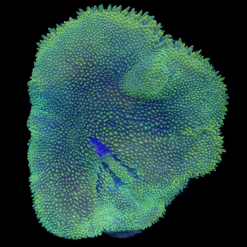 Stichodactyla Tapetum (Mini Carpet Anemone) M (Approx. 6-7 cm) WYSIWYG (1771142240751)