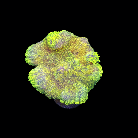 Stichodactyla Tapetum (Mini Tapijt Anemoon) S (Ong. 4-5 cm) WYSIWYG (1785654171867)
