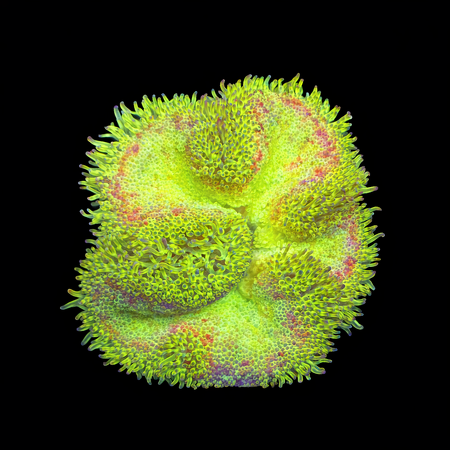 Stichodactyla Tapetum (Mini Tapijt Anemoon) S (Ong. 4-5 cm) WYSIWYG (1785654185770)