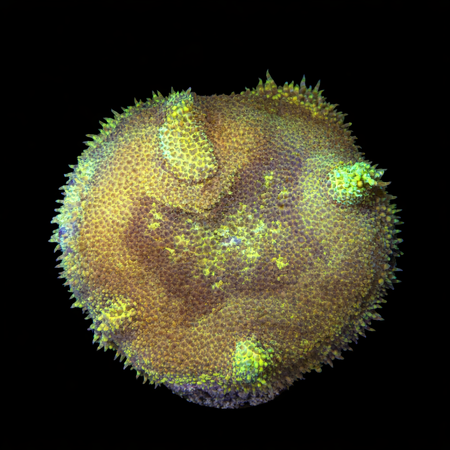 Stichodactyla Tapetum (Mini Tapijt Anemoon) S (Ong. 4-5 cm) WYSIWYG (1785654195935)