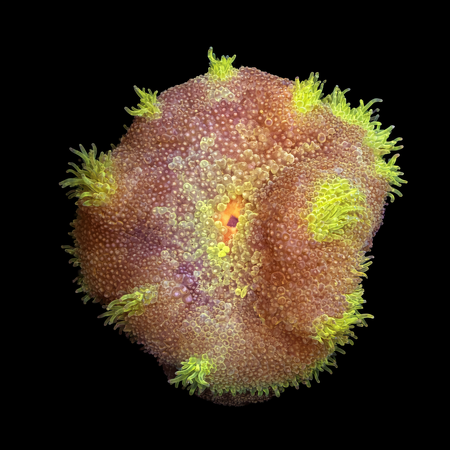 Stichodactyla Tapetum (Mini Tapijt Anemoon) S (Ong. 4-5 cm) WYSIWYG (1785654217453)