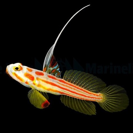 Stonogobiops yasha – Yasha Goby / White-Ray Shrimp Goby