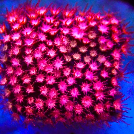 Stylocoeniella Ultra pink sweetheart