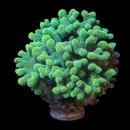 Stylophora Geel Ultra XXL (No. 15+ cm) WYSIWYG (1784809725955)