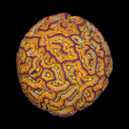 Symphyllia (Australophyllia)Wilsoni Ultra XL (Ong. 10-12 cm) WYSIWYG (1785654471358)