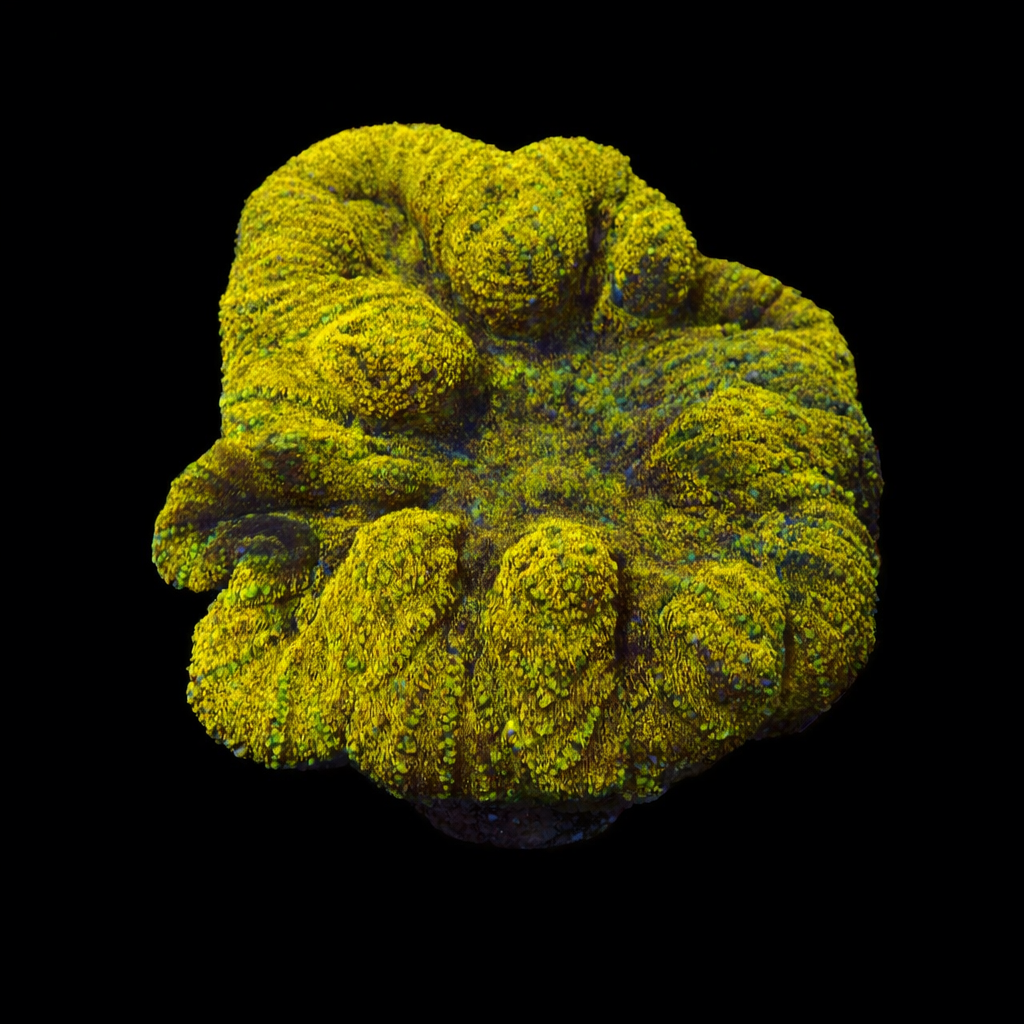 Symphyllia Gold/yellow XL (Ong. 10-12 cm) WYSIWYG (1779737296366)
