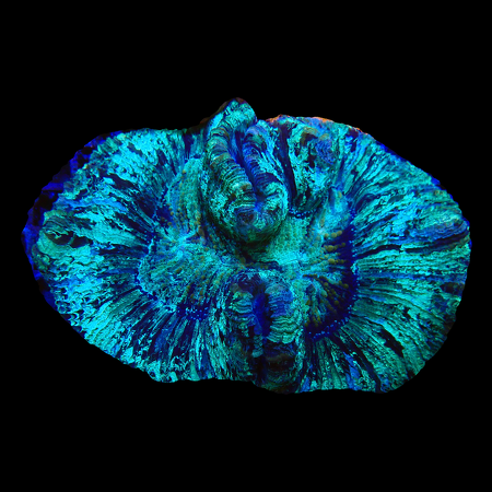 Trachyhyllia Geoffroyi WYSIWYG (1770551725738)