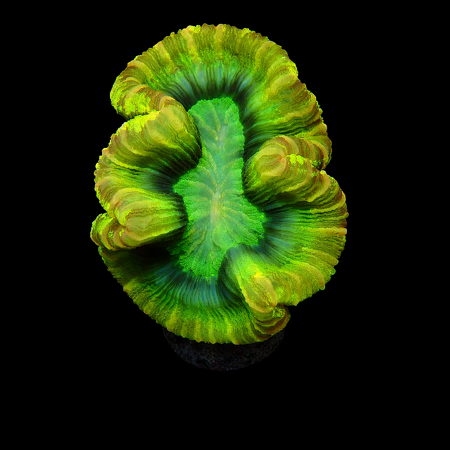 Trachyphullia Master Grade L (Approx. 8-9 cm) WYSIWYG (1773253431594)