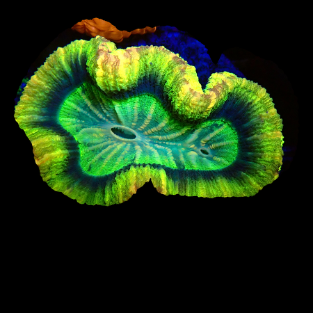 Trachyphyllia Geffroyi ultra WYSIWYG (1770551694586)