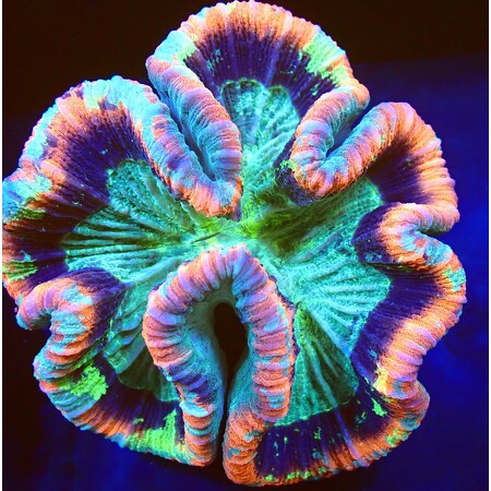 Trachyphyllia Geoffroyi Mastergrade WYSIWYG (1760771571262)