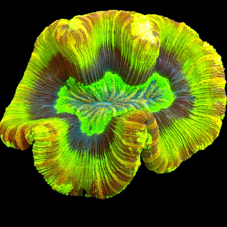 Trachyphyllia Geoffroyi Mastergrade WYSIWYG (1766177667350)