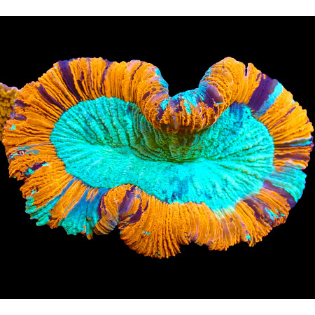 Trachyphyllia Geoffroyi WYSIWYG (1766177636996)