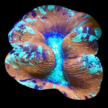 Trachyphyllia Geoffroyi WYSIWYG (1770546988098)