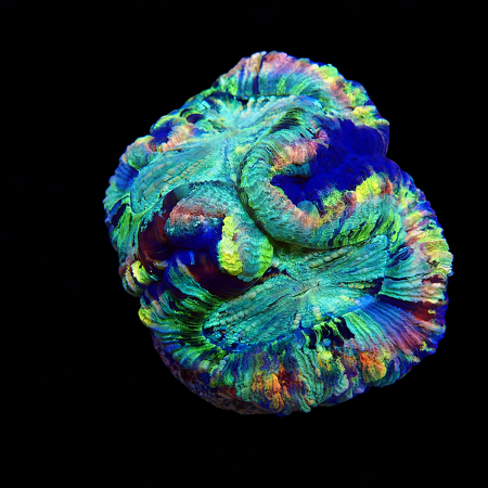 Trachyphyllia Master Grade L (Approx. 8-9 cm) WYSIWYG (1773253401714)