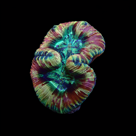 Trachyphyllia Master Grade M (Approx. 6-7 cm) WYSIWYG (1773253404698)