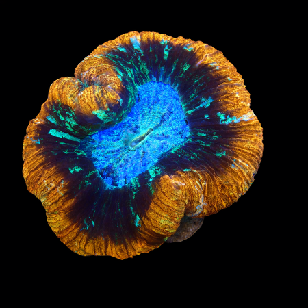 Trachyphyllia Rainbow Mastergrade L (Ang. 8-9 cm) WYSIWYG (1776191169221)