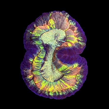Trachyphyllia Rainbow Master Grade L (Ang. 8-9 cm) WYSIWYG (1786555398563)