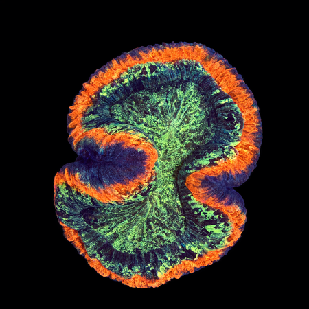 Trachyphyllia Rainbow Master Grade L (Ang. 8-9 cm) WYSIWYG (1786555401913)