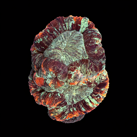 Trachyphyllia Rainbow Master Grade L (Ang. 8-9 cm) WYSIWYG (1786555416197)