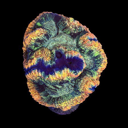 Trachyphyllia Rainbow Master Grade L (Ang. 8-9 cm) WYSIWYG (1786555419774)
