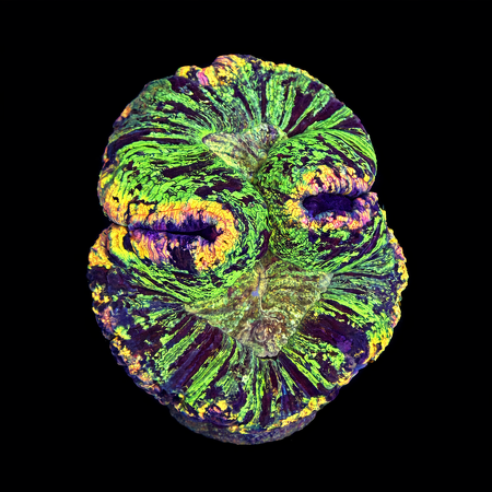 Trachyphyllia Rainbow Master Grade L (Ang. 8-9 cm) WYSIWYG (1786555429596)