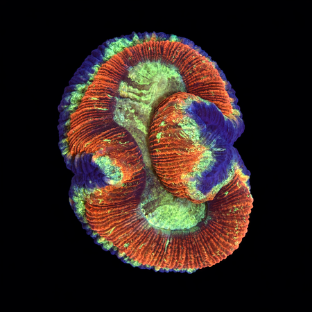 Trachyphyllia Rainbow Master Grade L (Ang. 8-9 cm) WYSIWYG (1786555432661)