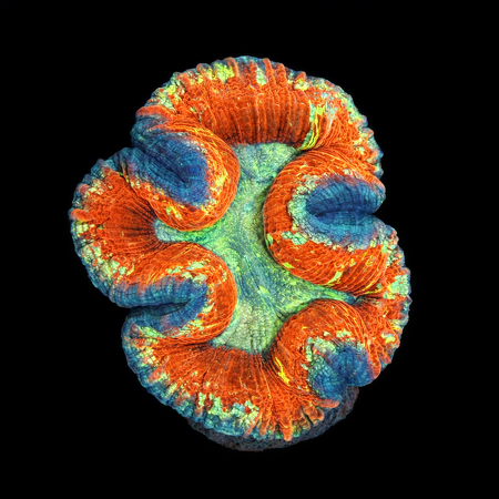Trachyphyllia Rainbow Master Grade L (Ang. 8-9 cm) WYSIWYG (1786555435913)