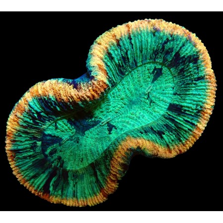 Trachyphyllia Rainbow Master Grade WYSIWYG (1752847343928)