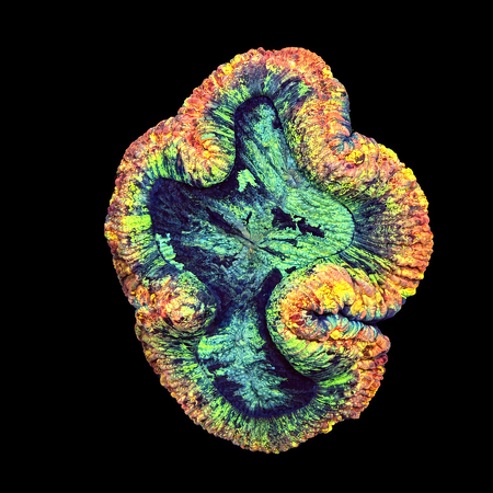 Trachyphyllia Rainbow Master Grade XL (Ang. 10-12 cm) WYSIWYG (1786555395760)