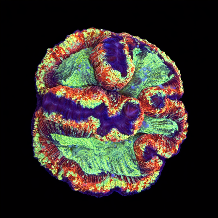 Trachyphyllia Rainbow Master Grade XL (Ang. 10-12 cm) WYSIWYG (1786555423062)