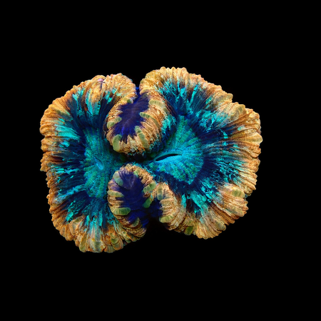 Trachyphyllia Rainbow Mastergrade L (Ang. 8-9 cm) WYSIWYG (1776191079602)