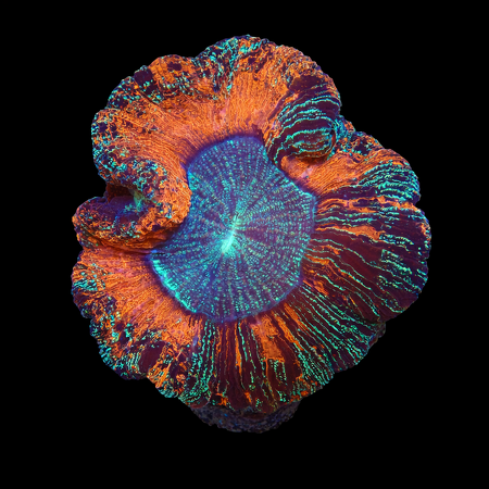 Trachyphyllia rainbow Mastergrade L (Ang. 8-9 cm) WYSIWYG (1776191186656)