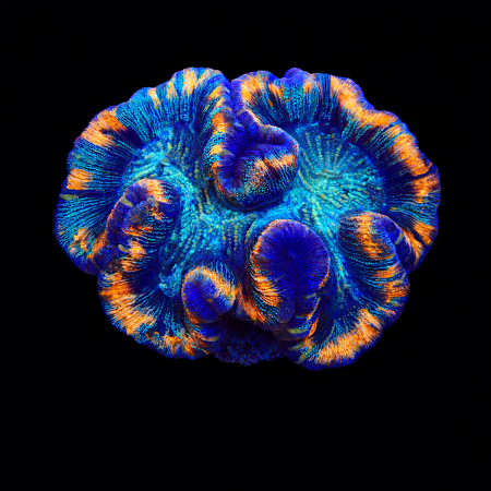 Trachyphyllia rainbow Mastergrade L (Ang. 8-9 cm) WYSIWYG (1776191208373)