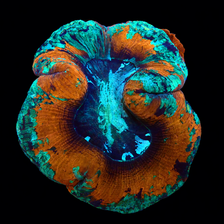 Trachyphyllia rainbow Mastergrade L (Ang. 8-9 cm) WYSIWYG (1776191239384)