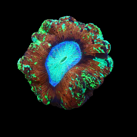 Trachyphyllia Rainbow Mastergrade M (Ang. 6-7 cm) WYSIWYG (1776191130337)