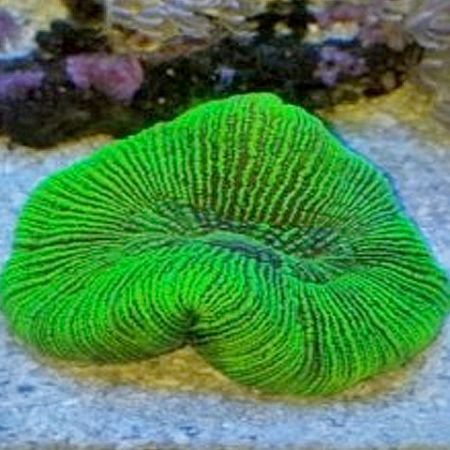 Trachyphyllia Ultra Green S (Approx. 3-4 cm)