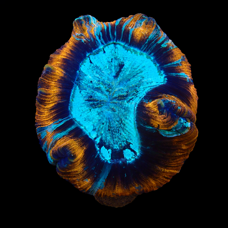 Trachyphyllia Ultra Red L (Ang. 8-9 cm) WYSIWYG (1776191105600)