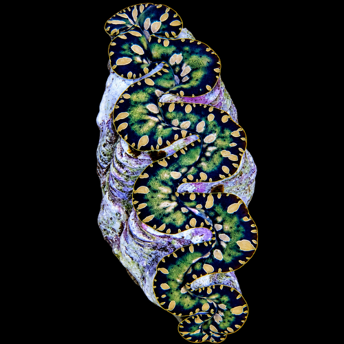 Tridacna maxima (Greenish)