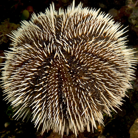 Tripneustes gratilla (Sea urchin)