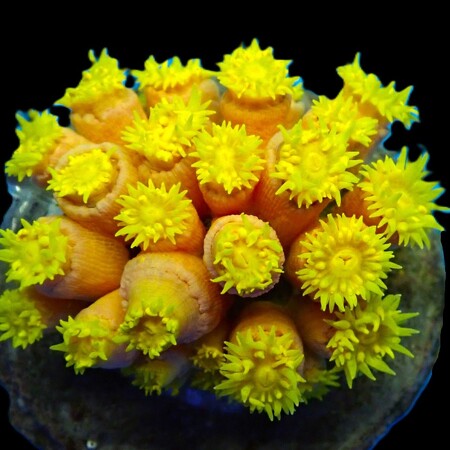 Tubastrea Faulkneri (Yellow)