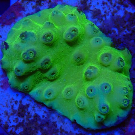 Turbinaria Peltata premium WYSIWYG (1756832406681)