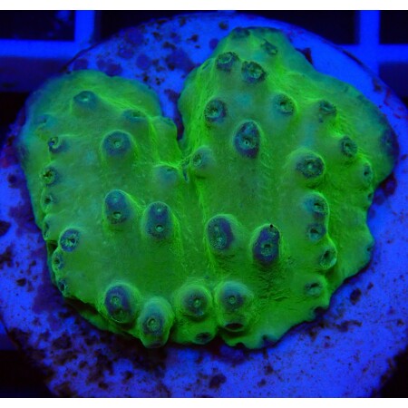 Turbinaria Peltata Premium WYSIWYG (1756832428646)