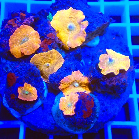 Ultra Discosoma Garden WYSIWYG (1761940665518)