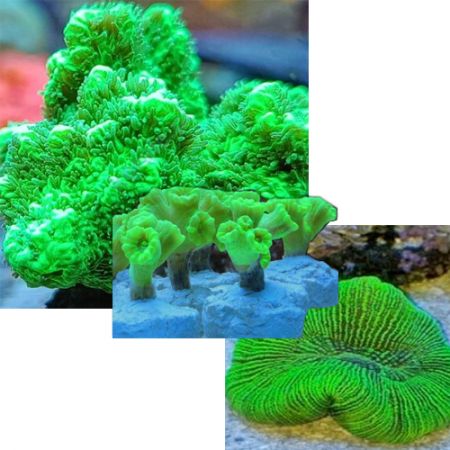 Ultra Green Pack (3 ultra green corals)