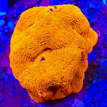 Ultra Red Acanthastrea Bowerbanki WYSIWYG (1761941390498)