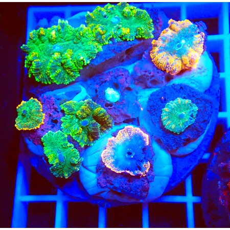 Ultra Rhodactis garden WYSIWYG (1761940632253)