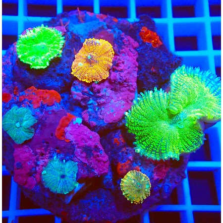 Ultra Rhodactis garden WYSIWYG (1761940700053)