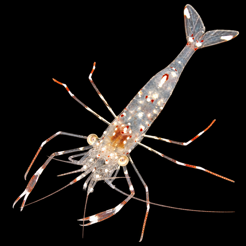 Urocaridella antonbruunii