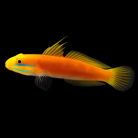 Valenciennea bella (Bella goby)