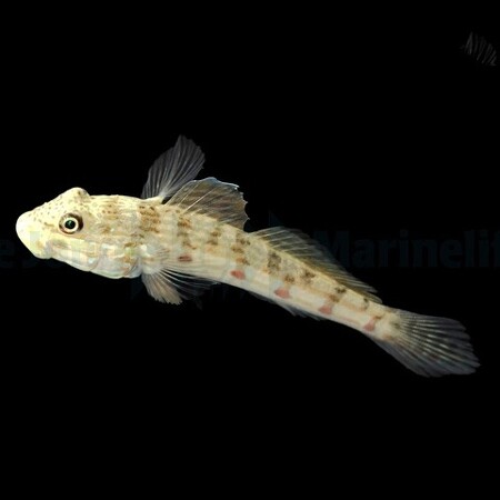 Valenciennea longipinnis (White-headed Sleeper Goby)
